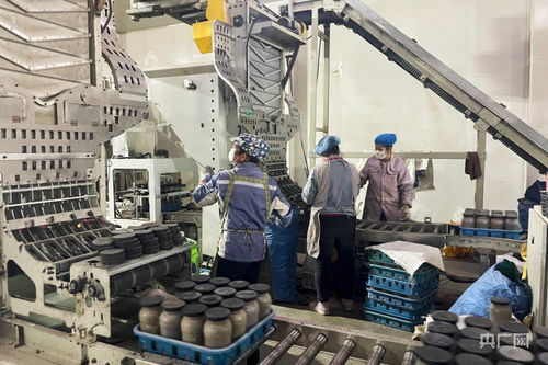 科技賦能點亮戈壁奇跡 甘肅張掖扁麻菇工廠化栽培技術(shù)成功轉(zhuǎn)讓